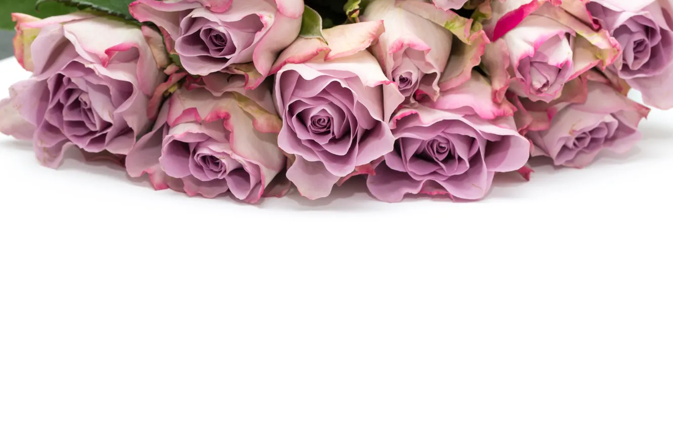 Photo wallpaper white, background, roses, bouquet
