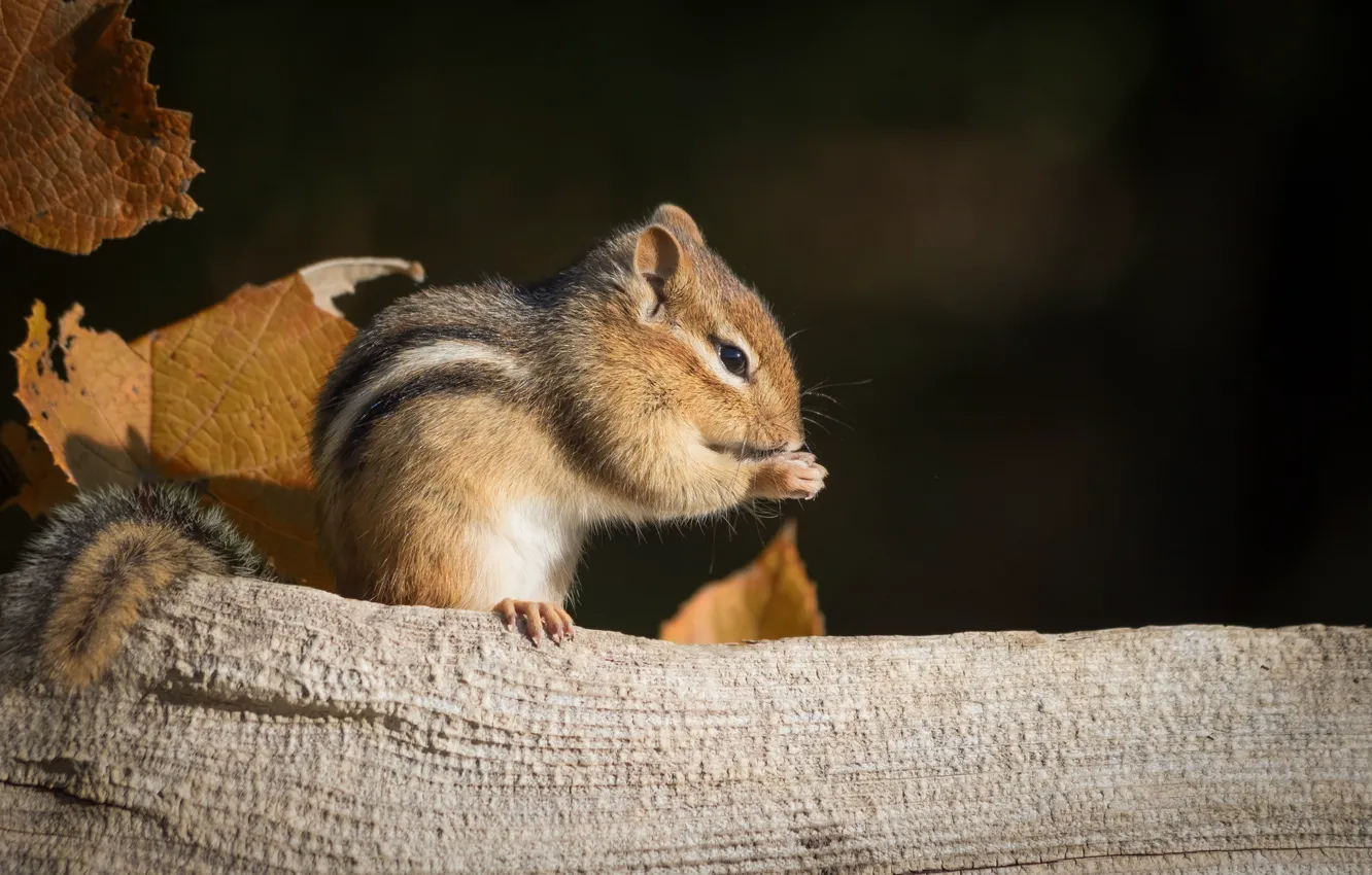 Chipmunk Twitch