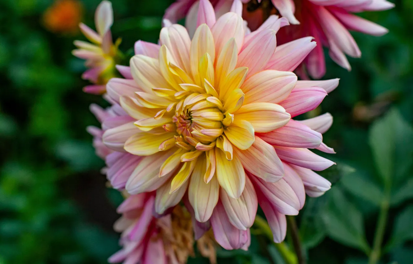 Photo wallpaper flower, macro, garden, two-tone, Dahlia, yellow, yellow-pink