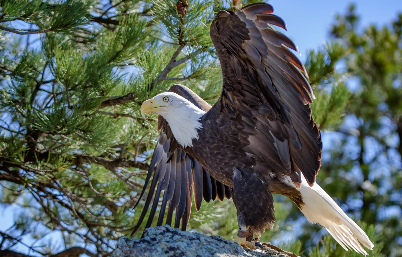 Photo wallpaper wings, beak, bald eagle, bald eagle