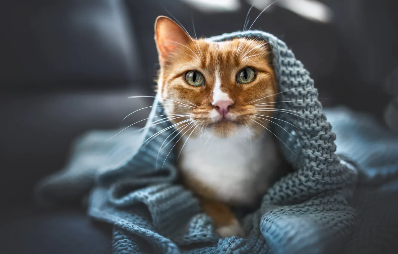 Photo wallpaper cat, cat, look, pose, face