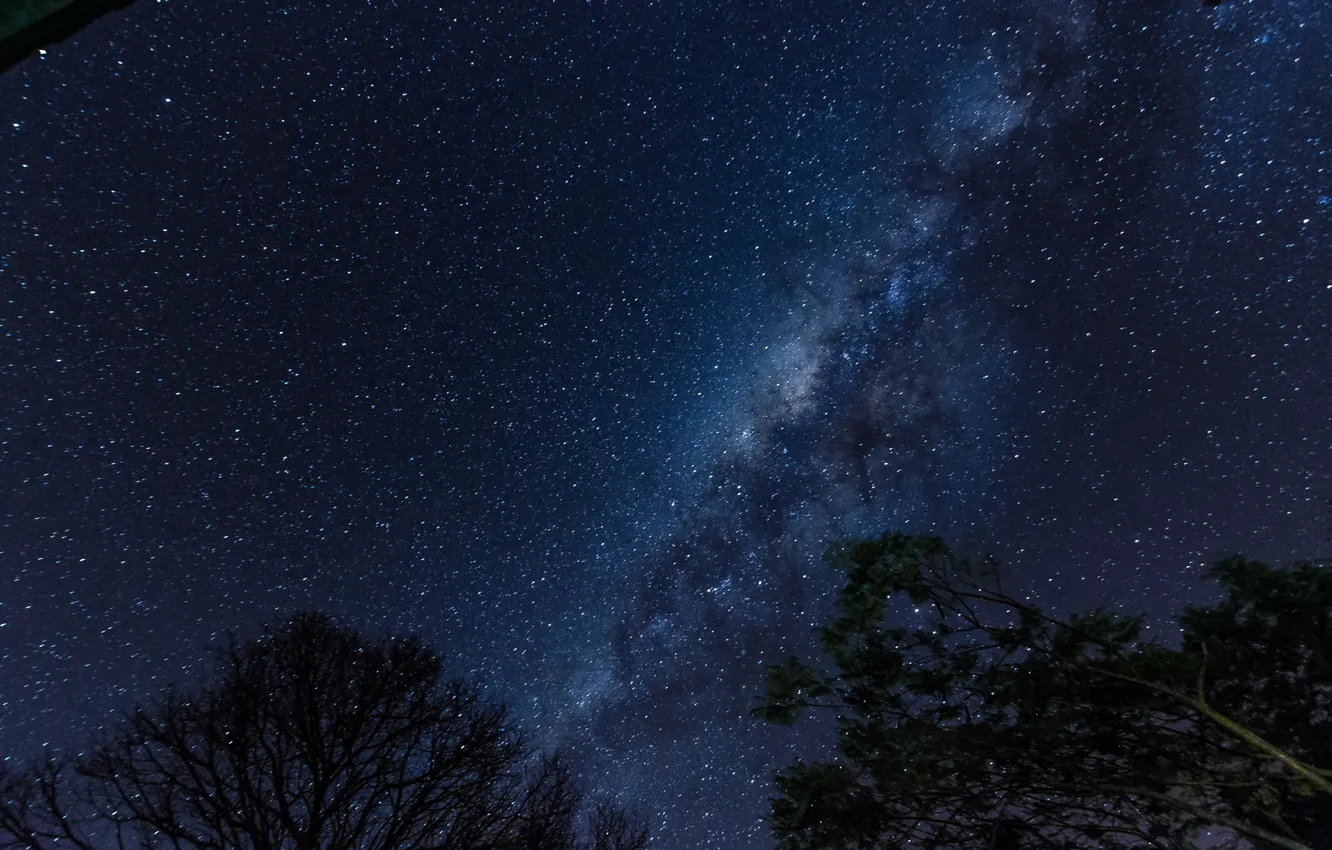 Photo wallpaper space, stars, trees, night, space, the milky way, silhouettes