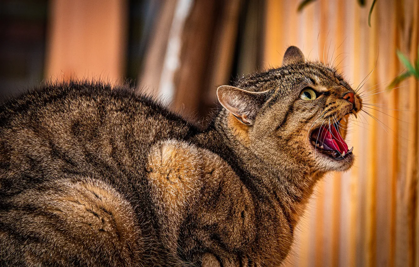 Photo wallpaper language, cat, cat, look, pose, grey, mouth, evil