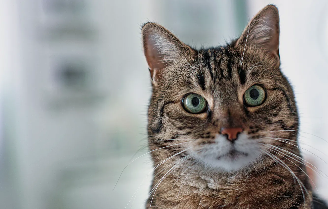 Photo wallpaper cat, cat, look, background, portrait, muzzle, green eyes