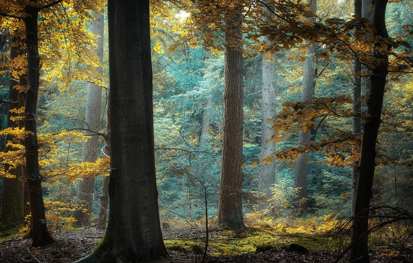 Photo wallpaper autumn, forest, trees, foliage, needles