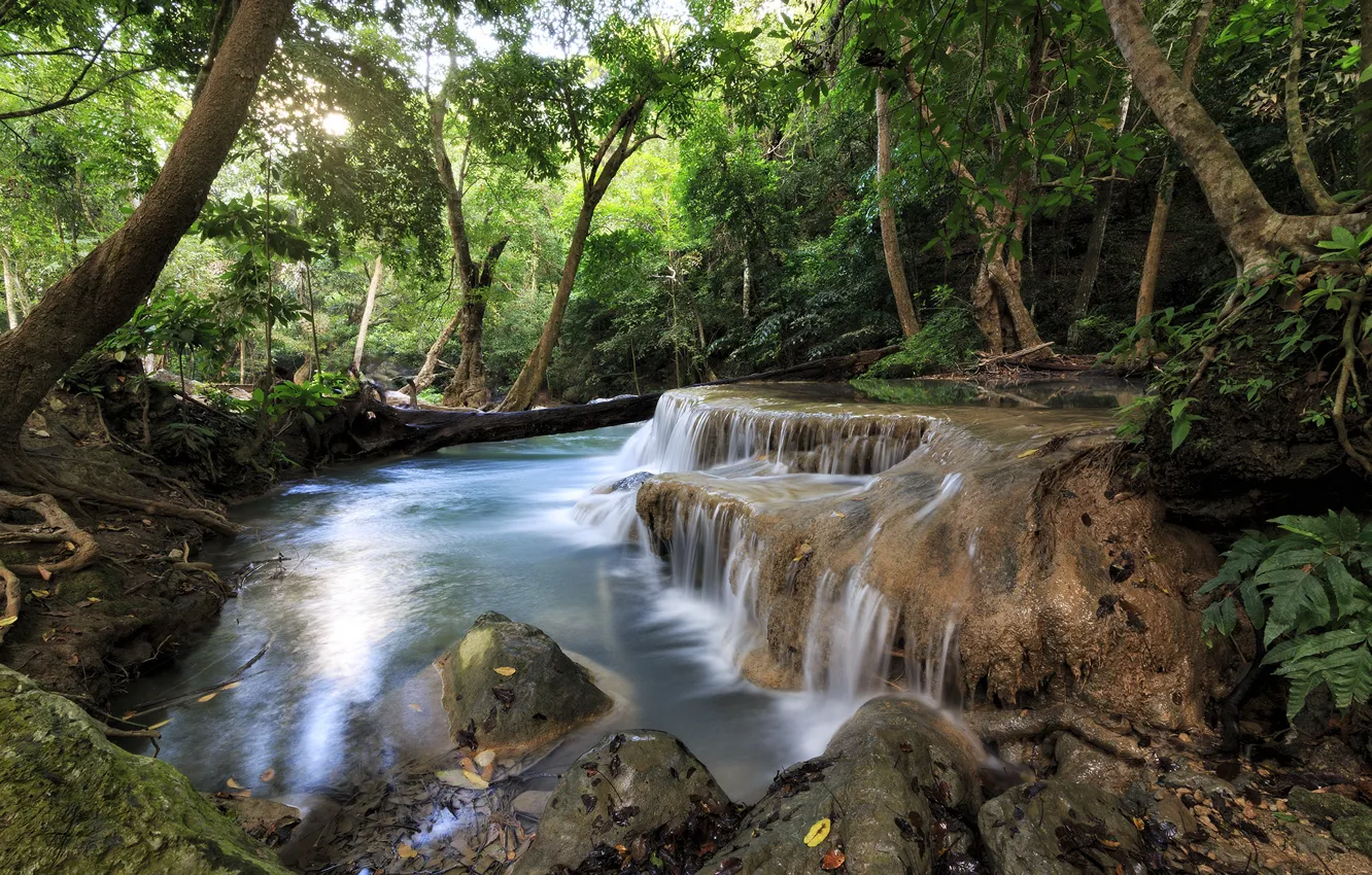 Photo wallpaper forest, trees, nature, pond