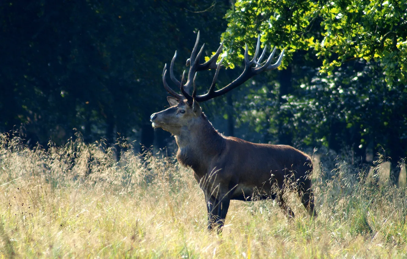 Photo wallpaper forest, eyes, zhyvotnyh, .....