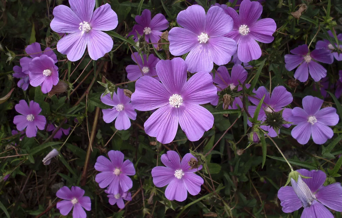 Photo wallpaper wildflowers, wildflowers, myoselin, purple, lilac