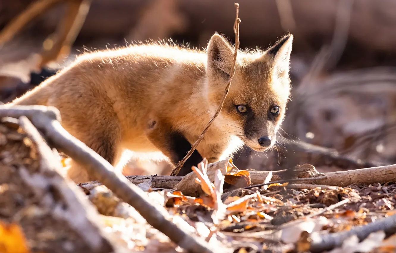 Photo wallpaper nature, baby, Fox