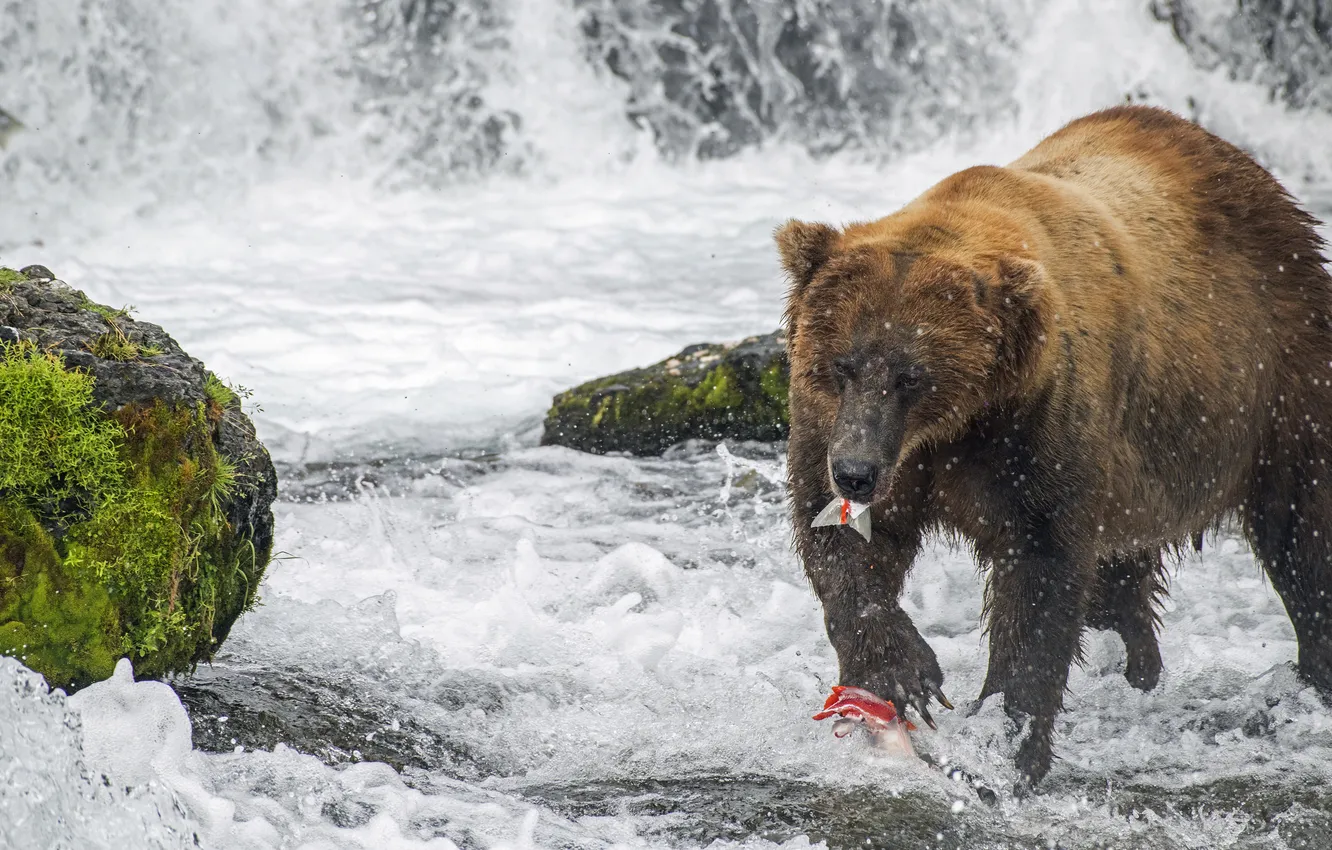 Photo wallpaper river, fishing, fish, bear, mining