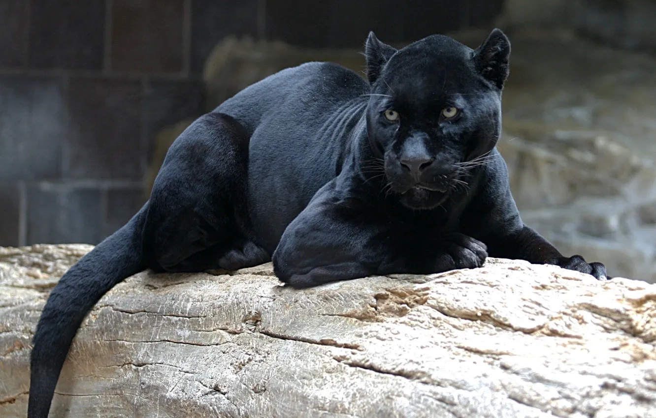 Photo wallpaper cat, look, face, black, Panther, lies, looks, wild