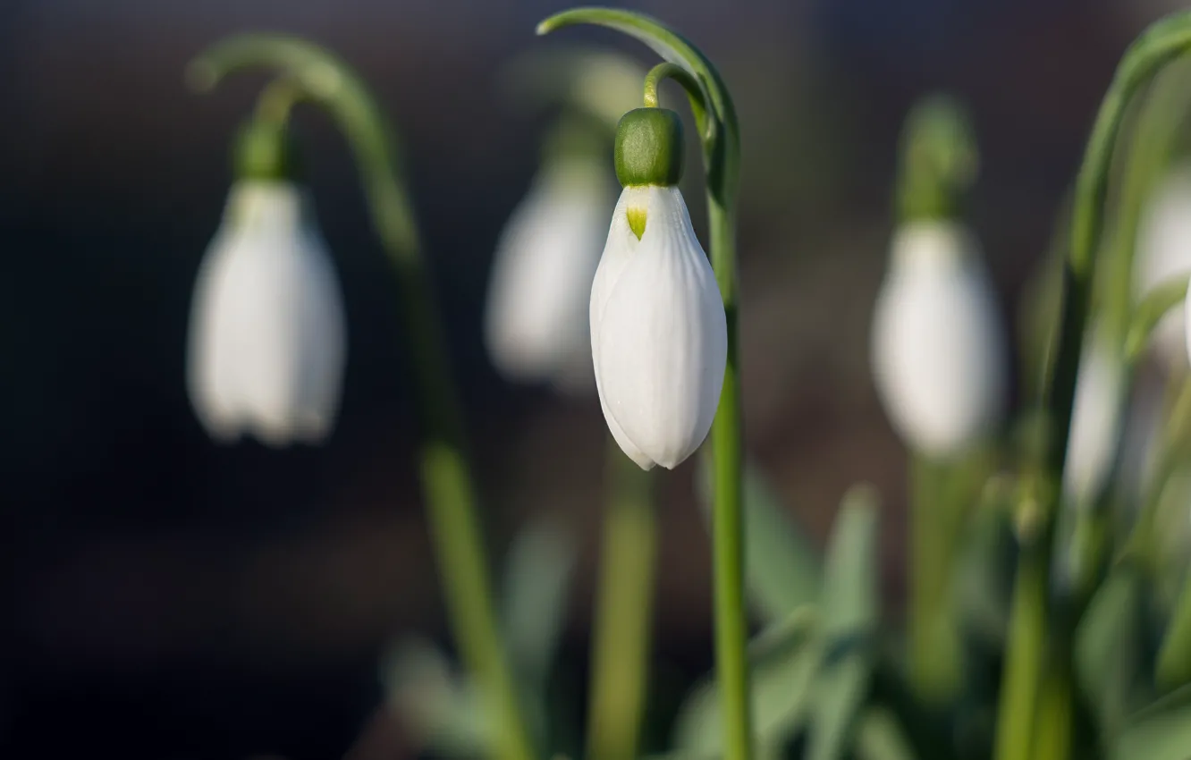 Photo wallpaper flowers, spring, snowdrops
