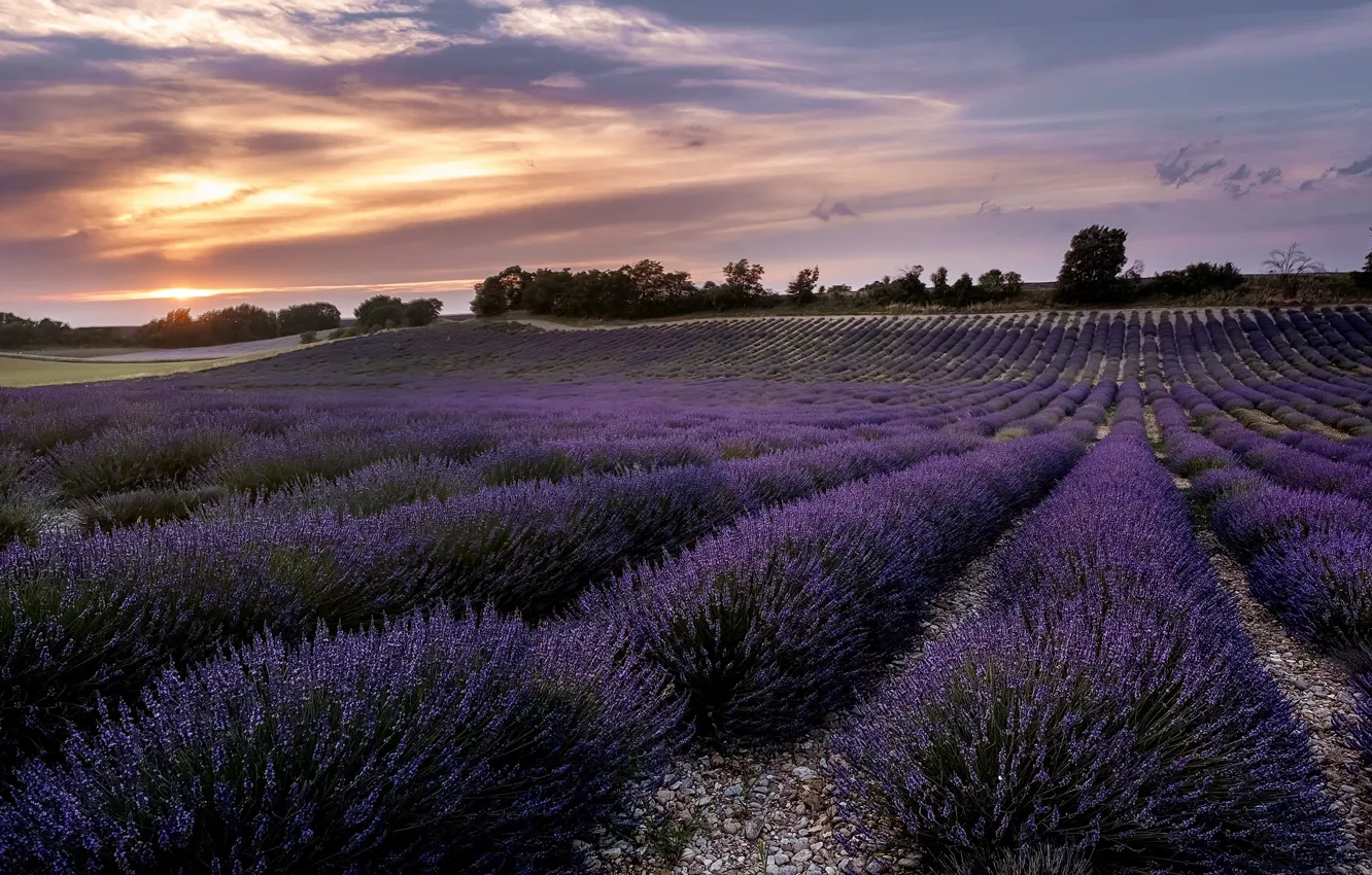 Photo wallpaper field, summer, sunset, lavender