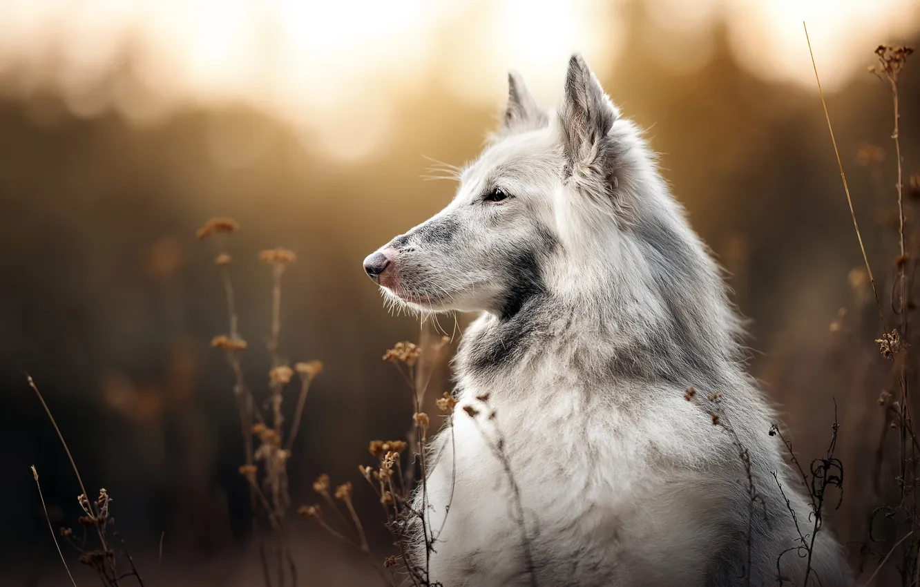 Photo wallpaper background, each, dog