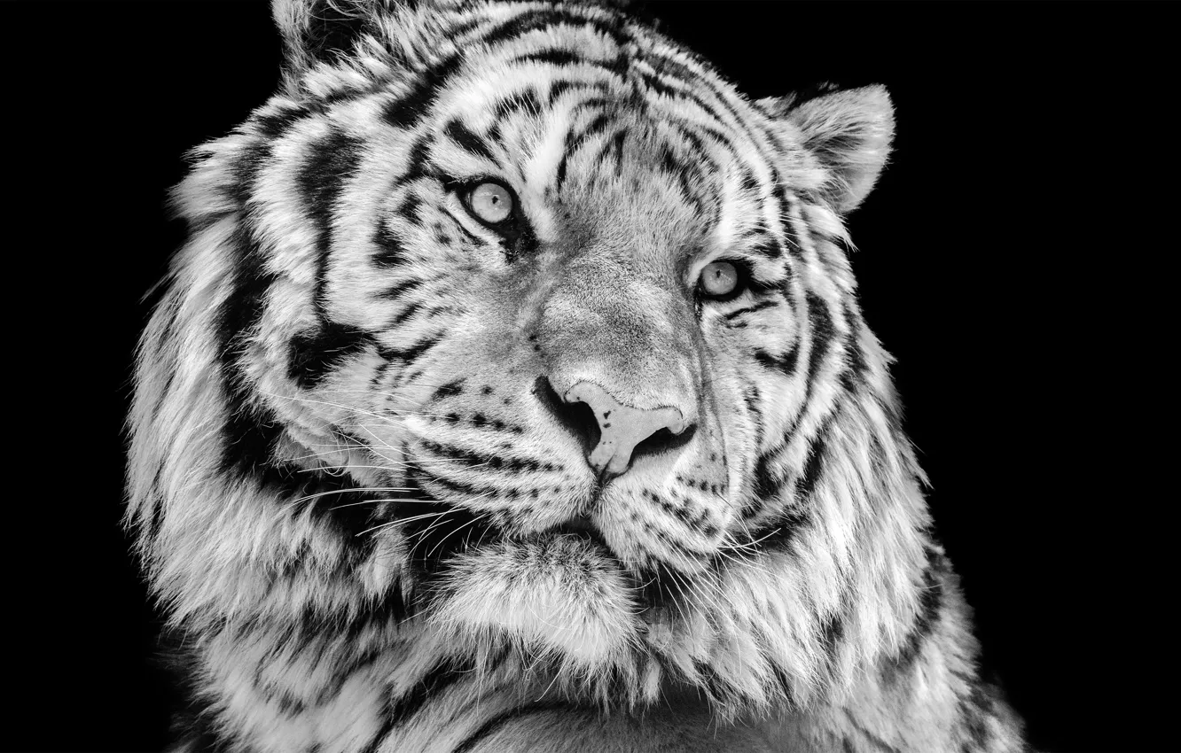 Photo wallpaper close-up, tiger, photo, portrait, predator, black and white, black background