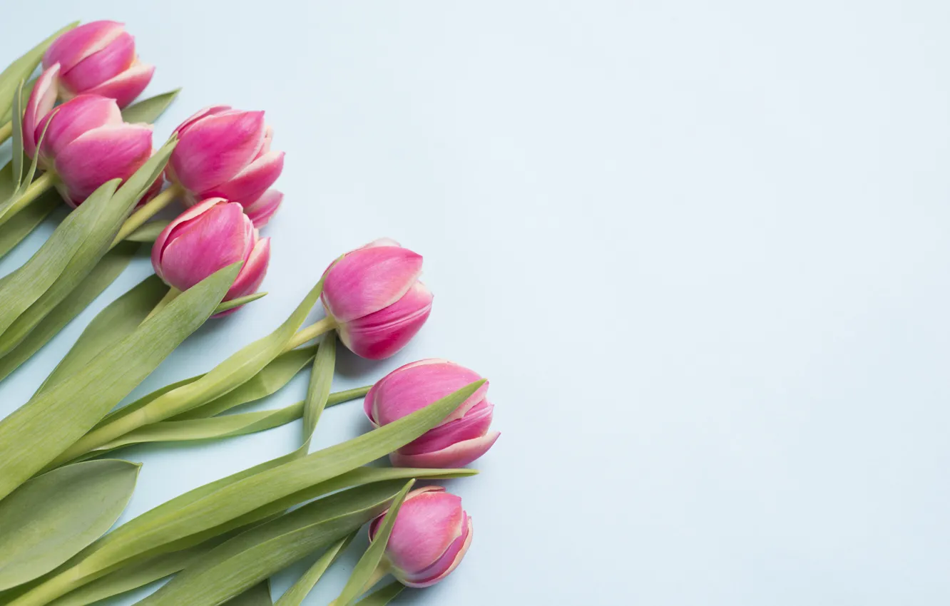 Photo wallpaper flowers, tulips, buds