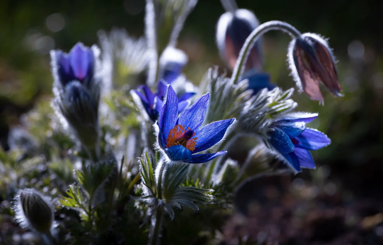 Photo wallpaper flowers, blue, anemones, cross