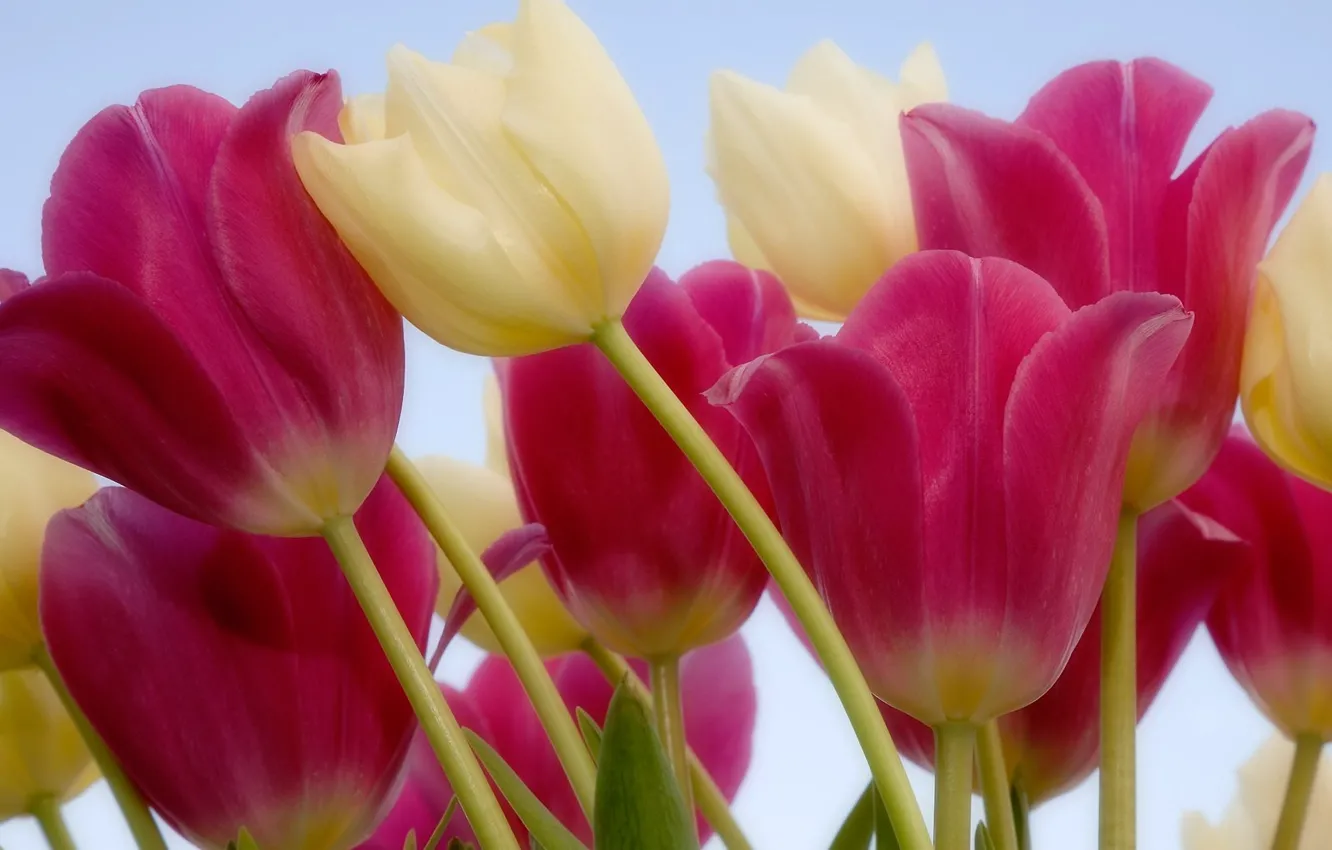 Photo wallpaper flowers, stem, tulips, pink, white