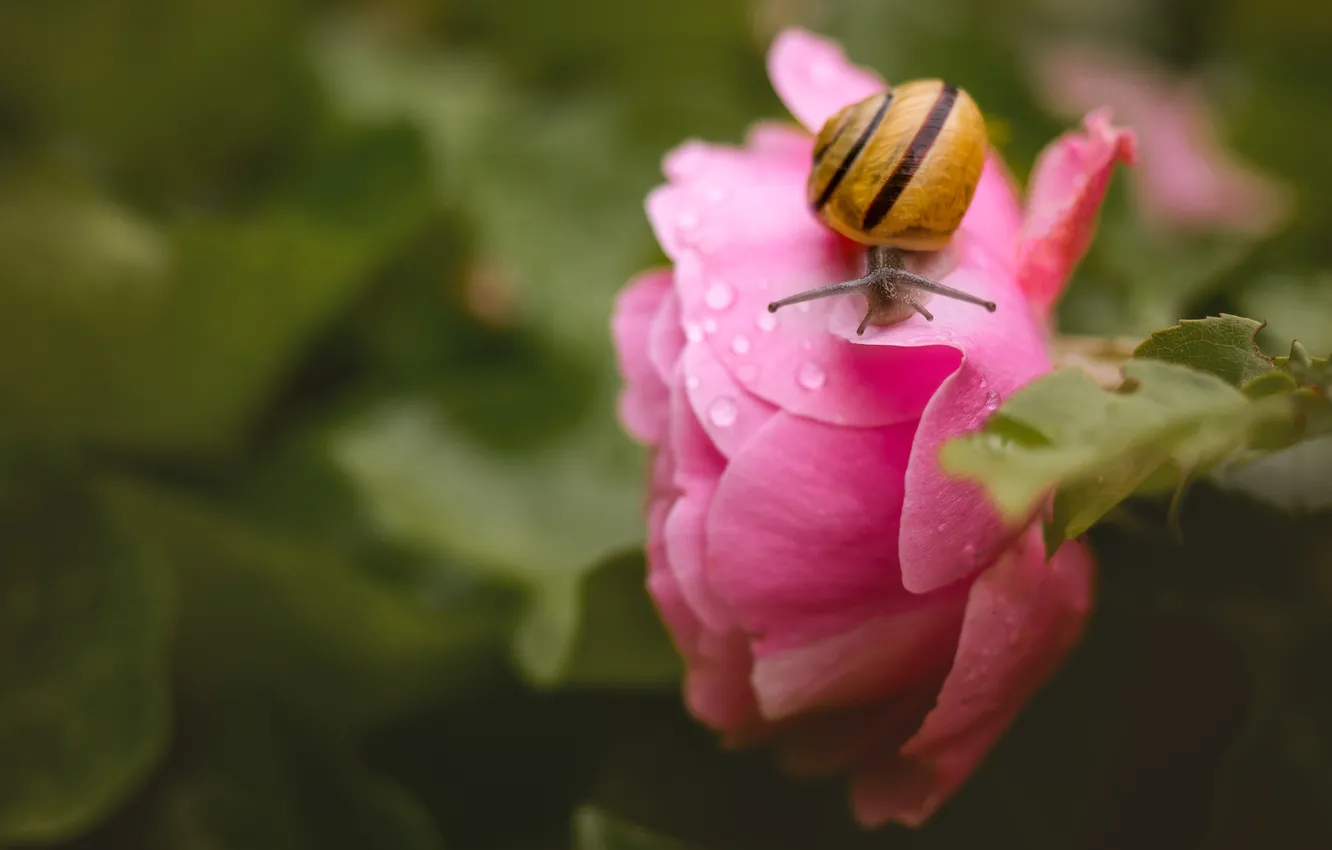 Photo wallpaper flowers, snail, peonies