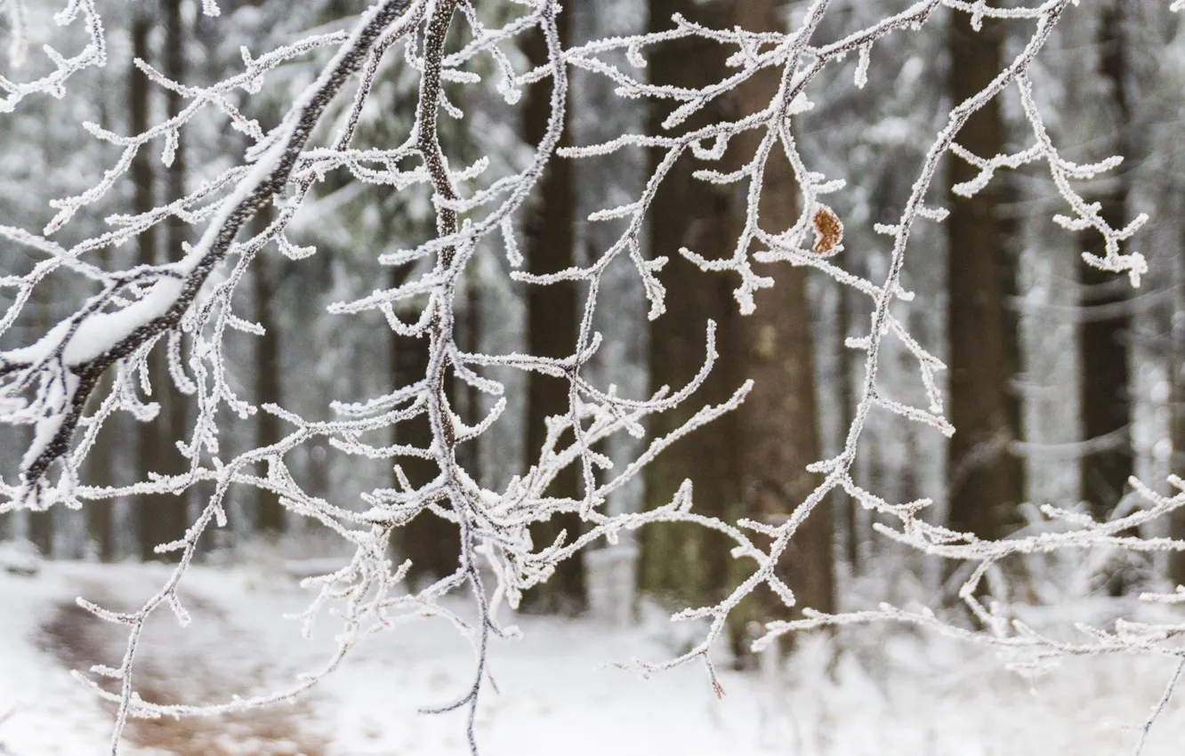 Photo wallpaper Frozen, winter, branches, woodland
