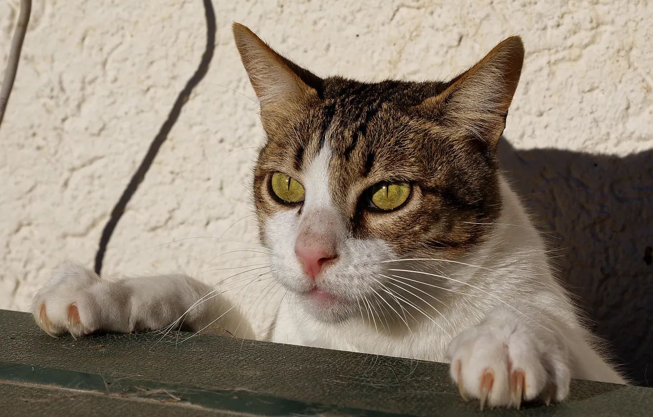 Photo wallpaper cat, legs, Koshak, Tomcat