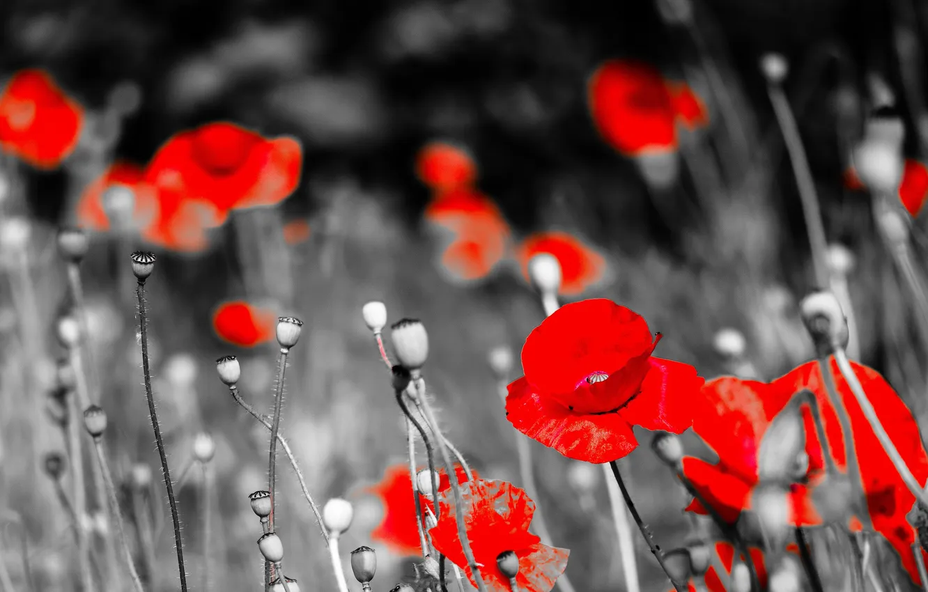 Photo wallpaper field, paint, Maki, petals, meadow