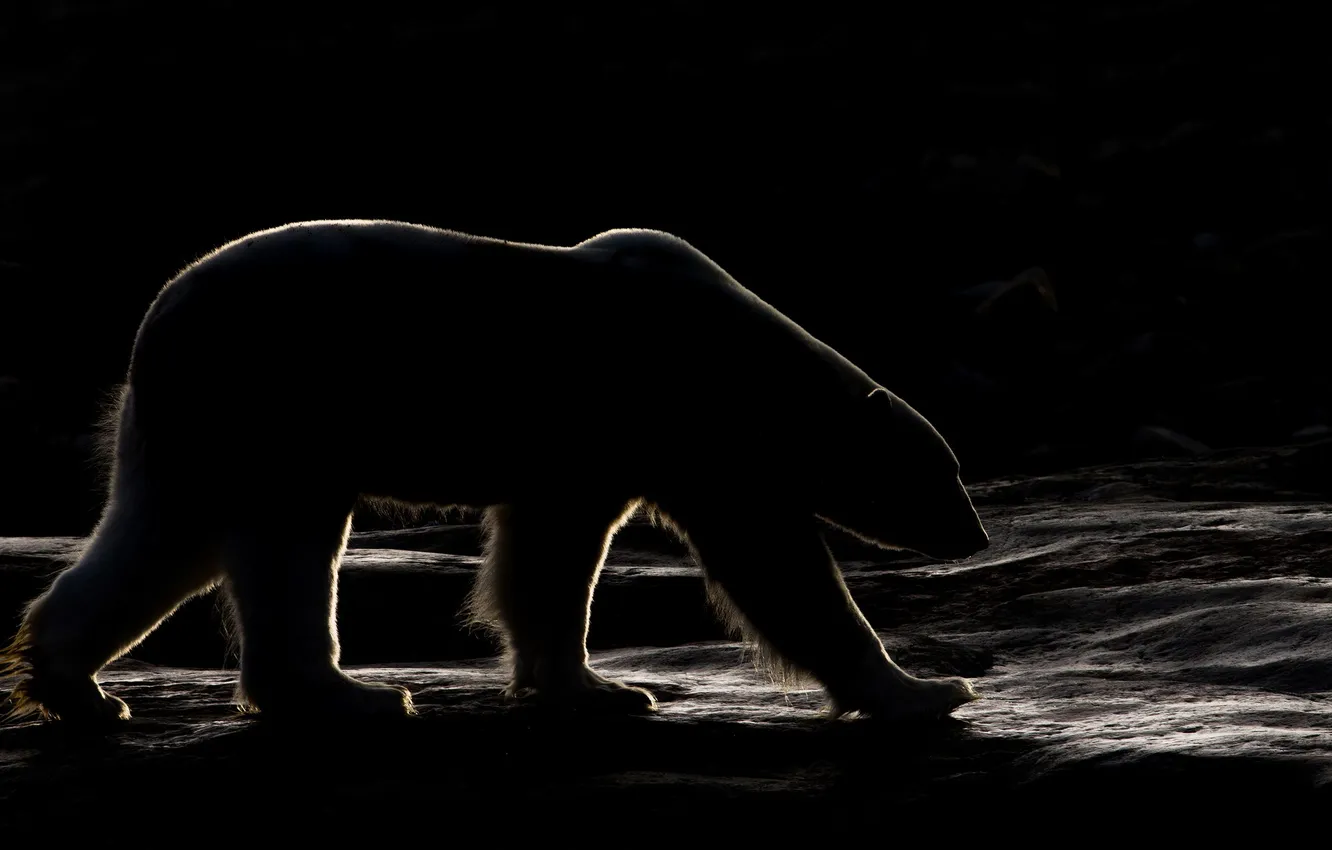 Photo wallpaper night, nature, bear