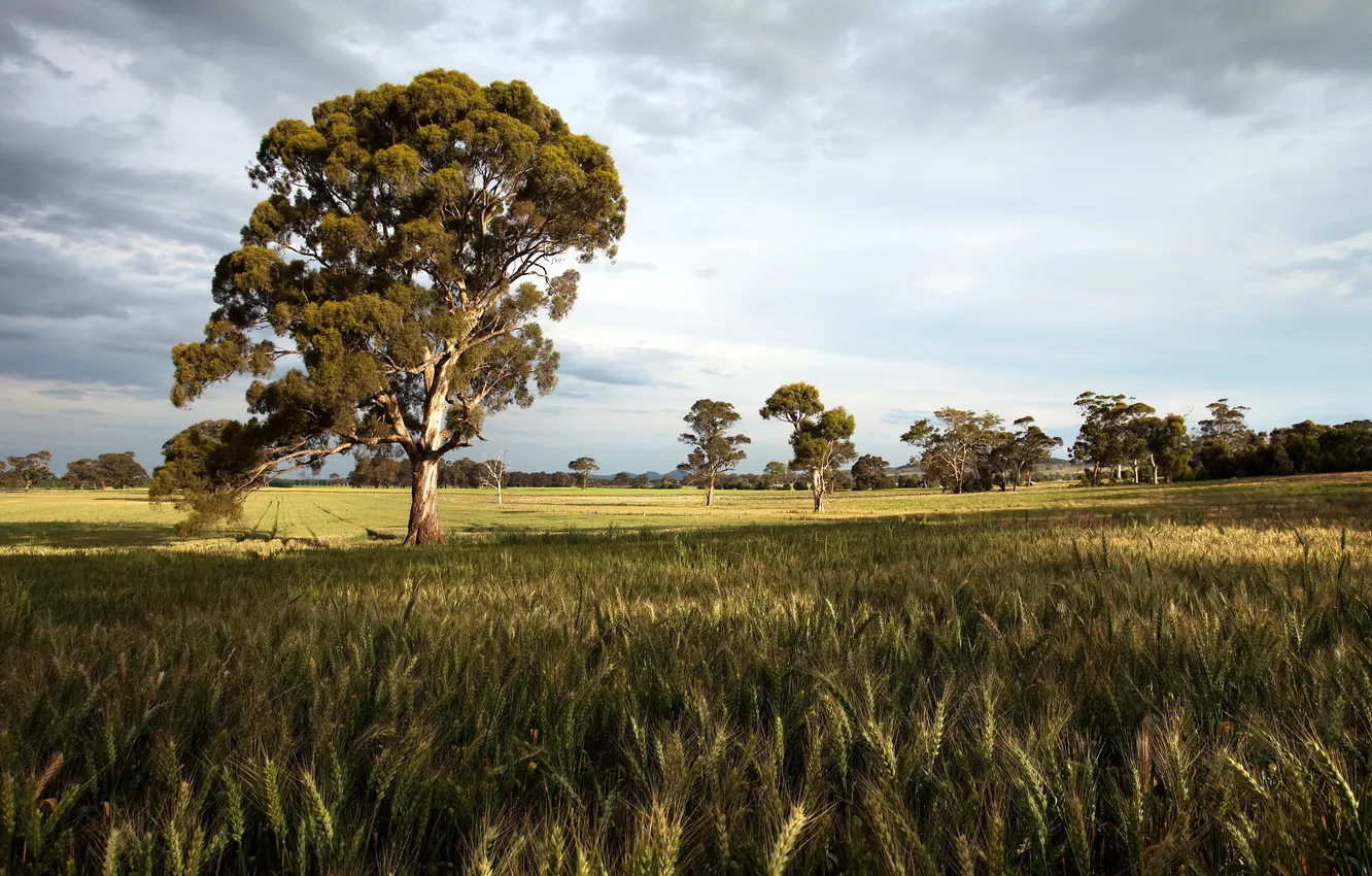 Photo wallpaper field, trees, landscape, ears