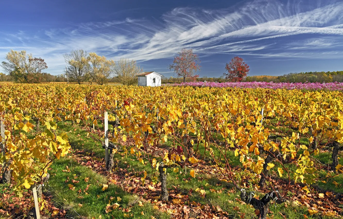 Photo wallpaper the sky, clouds, trees, flowers, vineyard, power lines, Small house