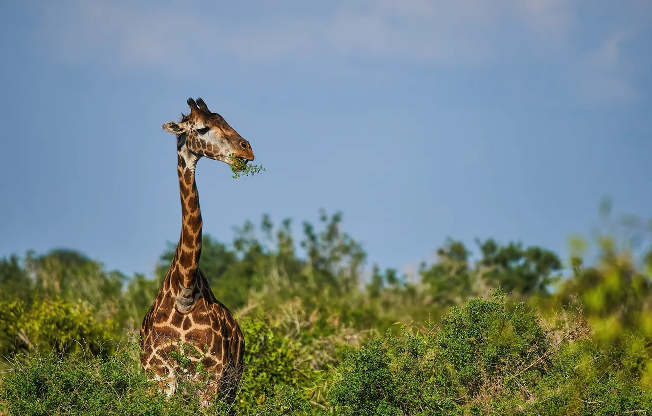 Photo wallpaper nature, animal, vegetation, giraffe, Kalin Botev