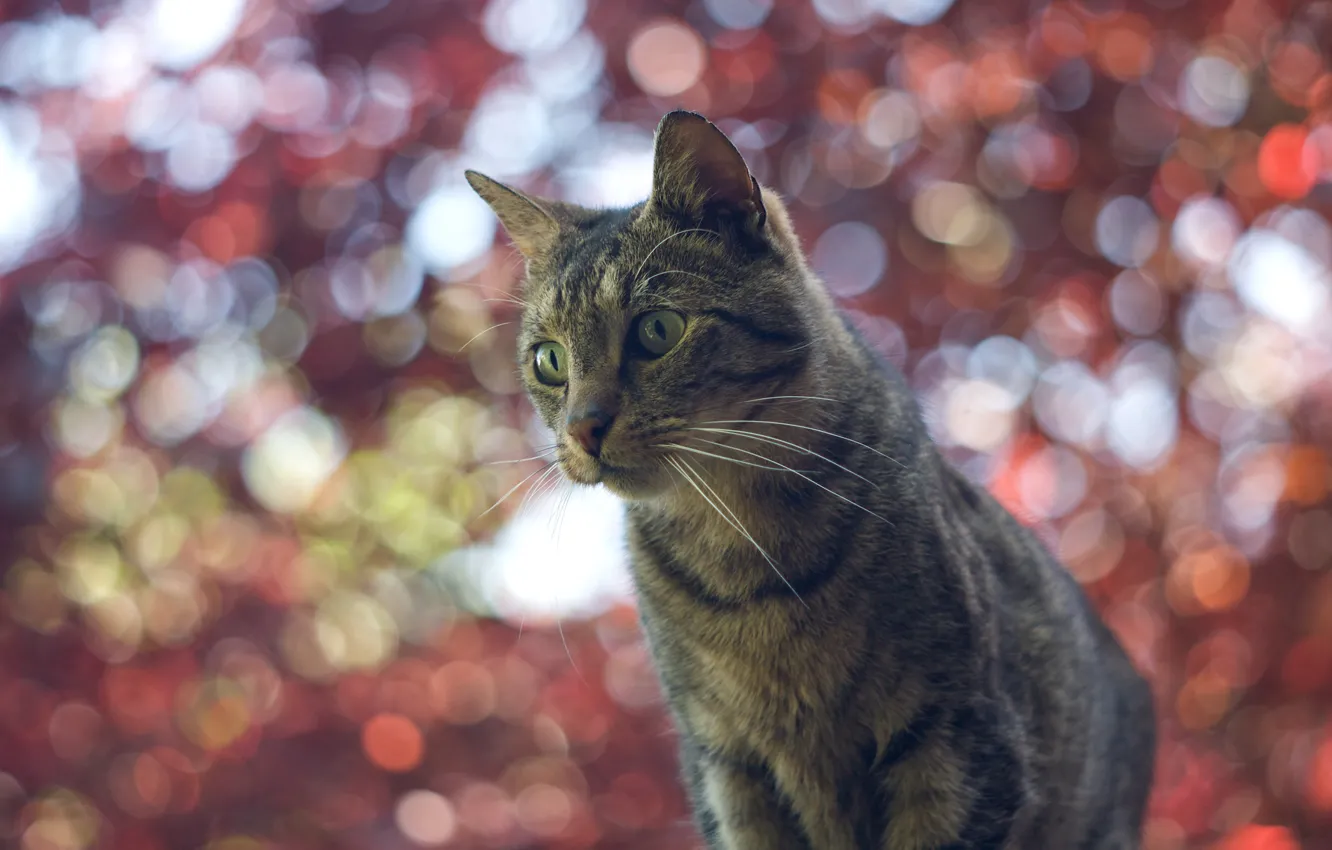 Photo wallpaper cat, cat, glare, background, bokeh