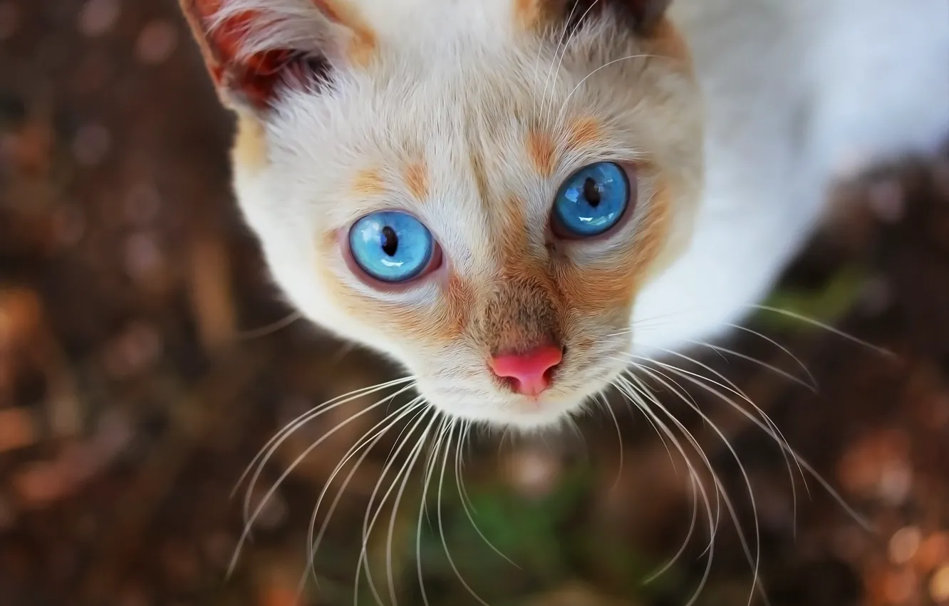 Photo wallpaper eyes, cat, background, face