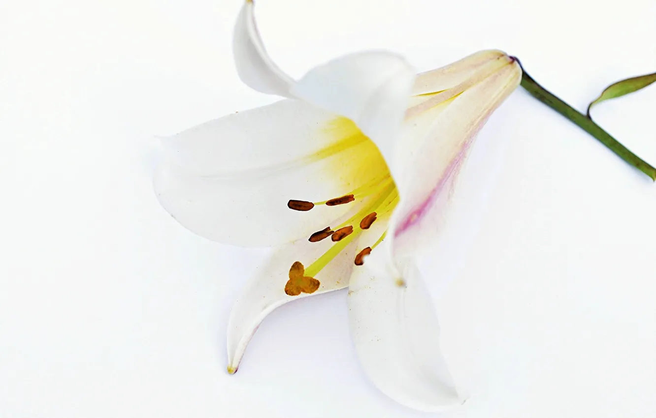 Photo wallpaper flower, background, Lily