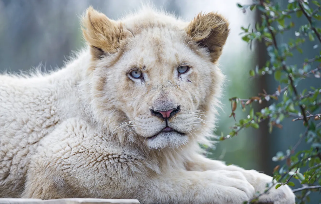 Photo wallpaper cat, face, blue eyes, lion, white lion, ©Tambako The Jaguar