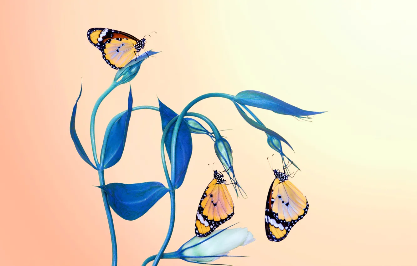 Photo wallpaper leaves, macro, flowers, butterfly, three, insect, trio