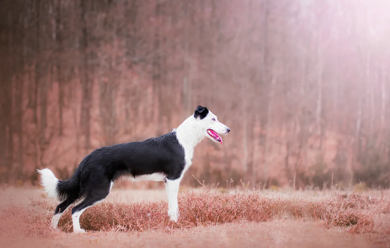 Photo wallpaper field, forest, Park, dog, black and white, Wallpaper from lolita777