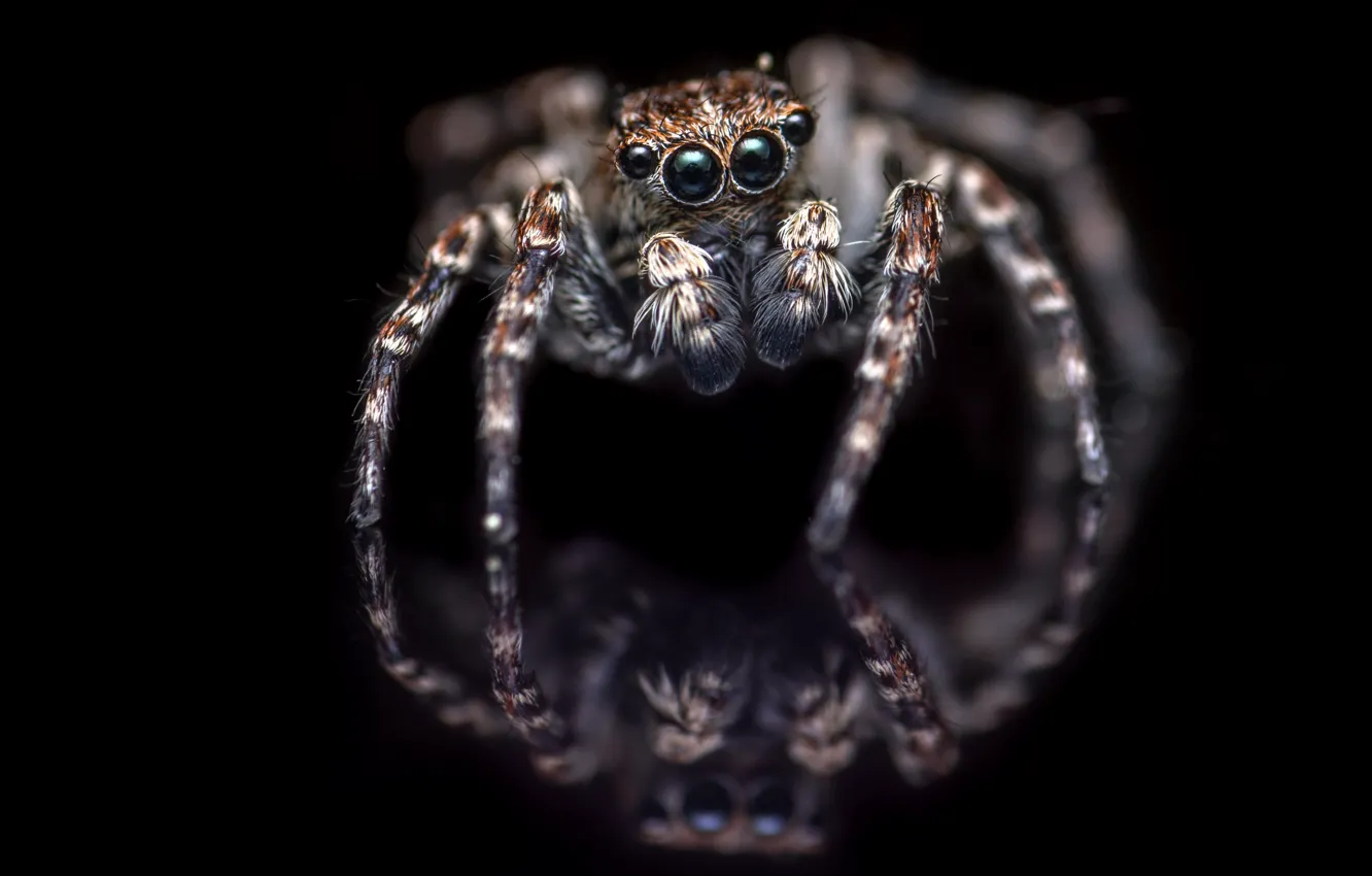 Photo wallpaper nature, background, spider