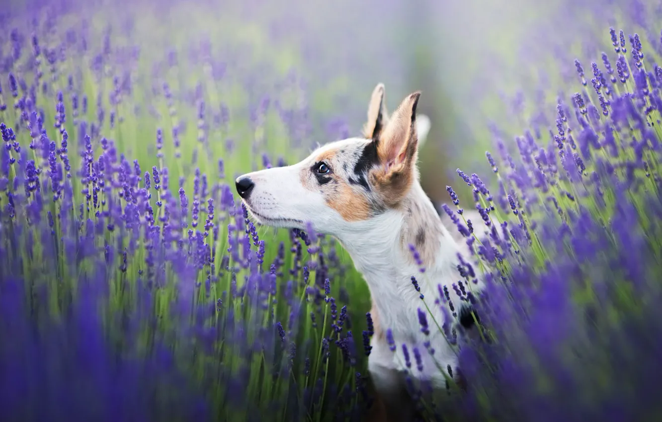 Photo wallpaper field, look, face, flowers, pose, background, portrait, dog