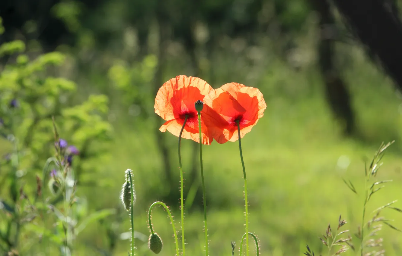 Photo wallpaper red, summer, flower, poppy, meadow, blooming