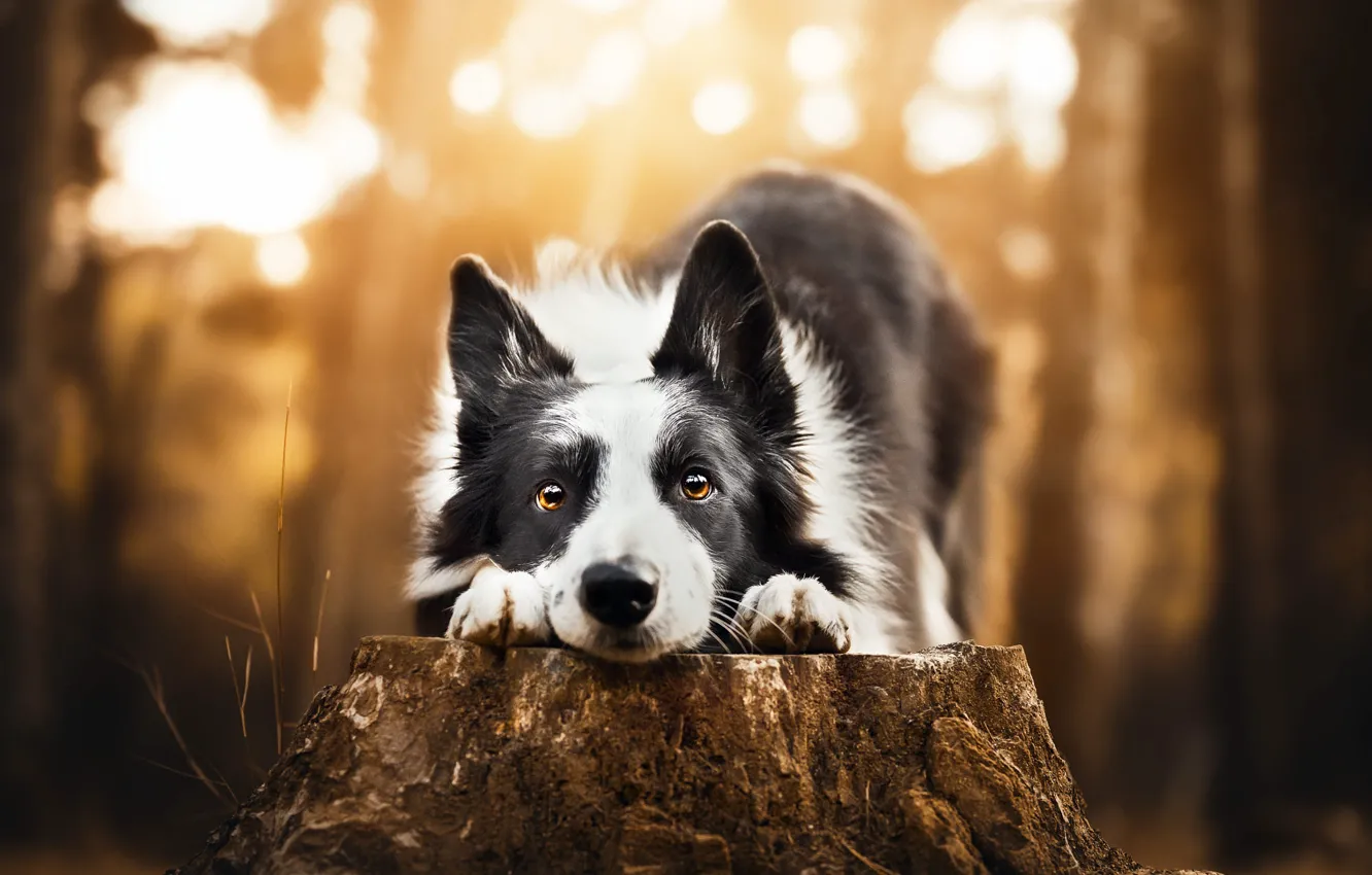 Photo wallpaper forest, look, light, nature, pose, stump, portrait, dog