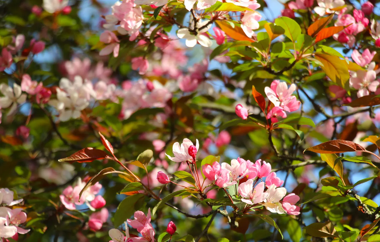 Photo wallpaper spring, twigs, blooming