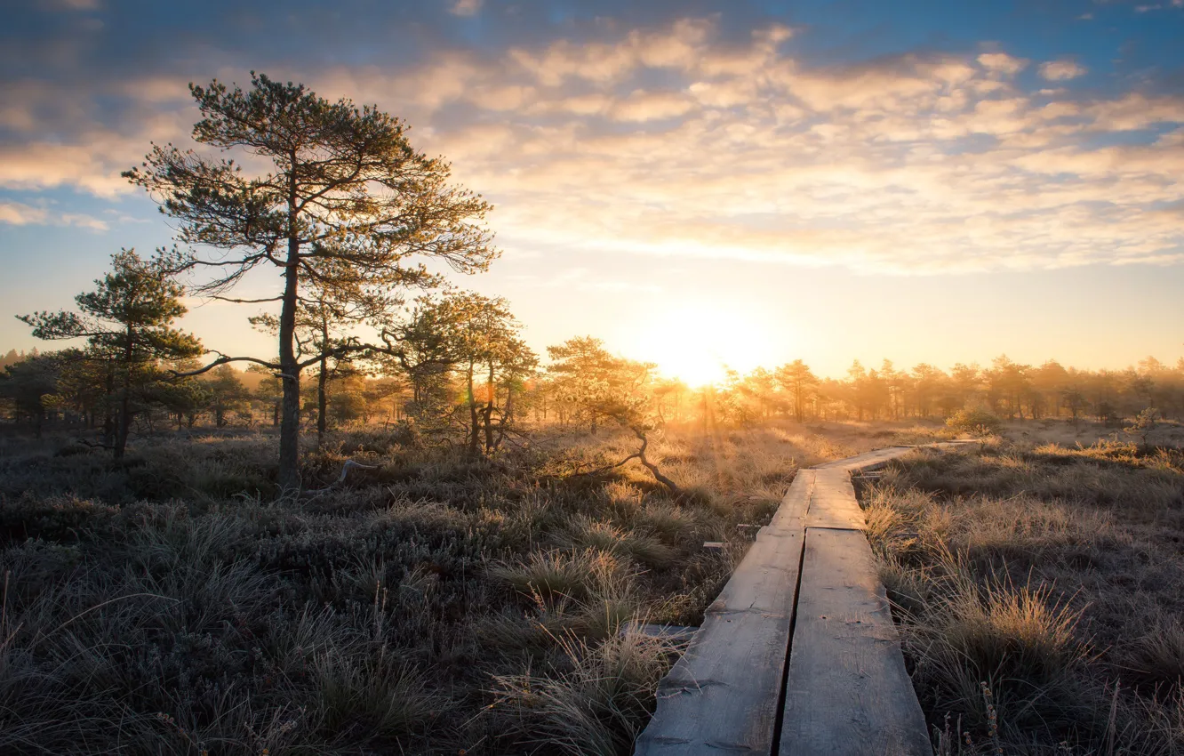 Photo wallpaper nature, fog, morning