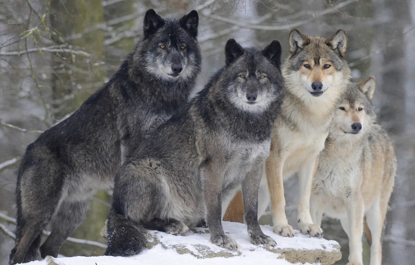 Photo wallpaper forest, wolf, group