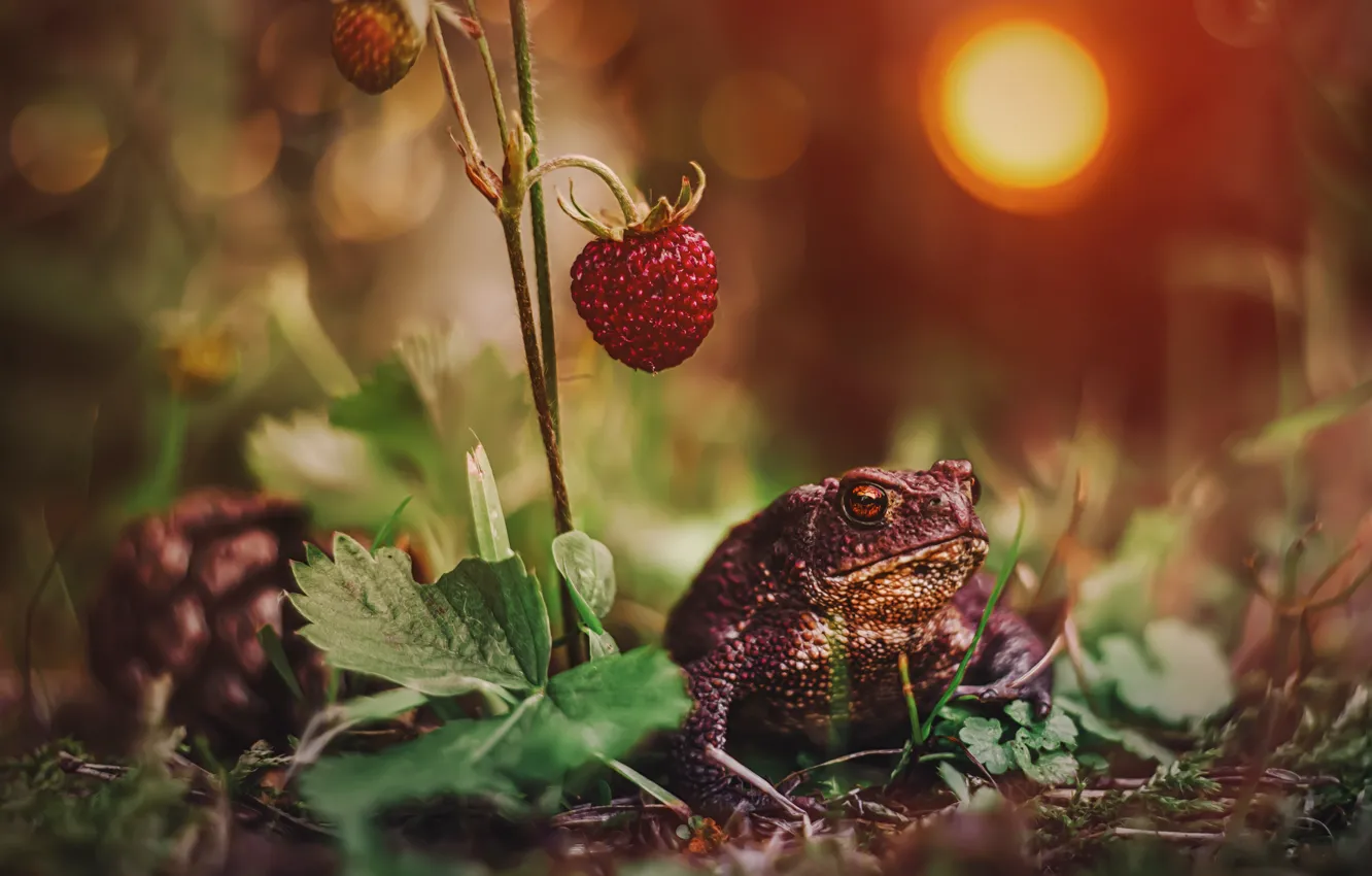 Photo wallpaper leaves, light, berries, glade, frog, strawberries, toad, bumps