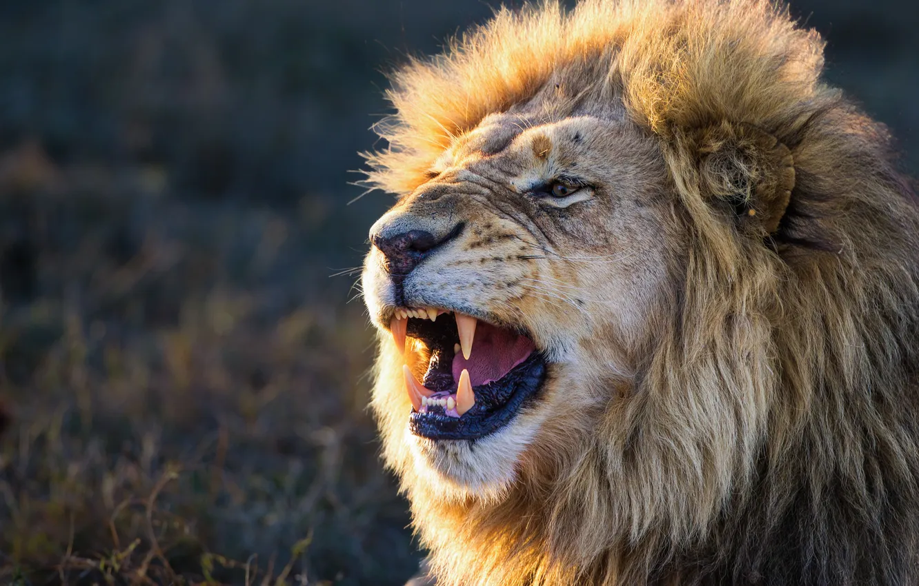 Photo wallpaper face, predator, Leo, mane, the king of beasts, fangs, wild cat, Alexei Suloev