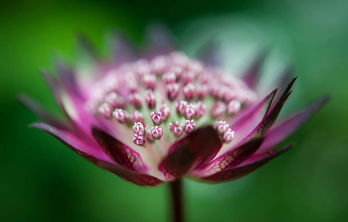 Photo wallpaper macro, flowers, Astrantsiya, zvizdivka