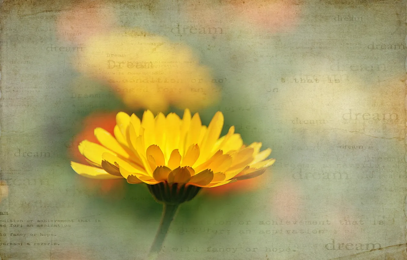 Photo wallpaper flower, summer, style, background