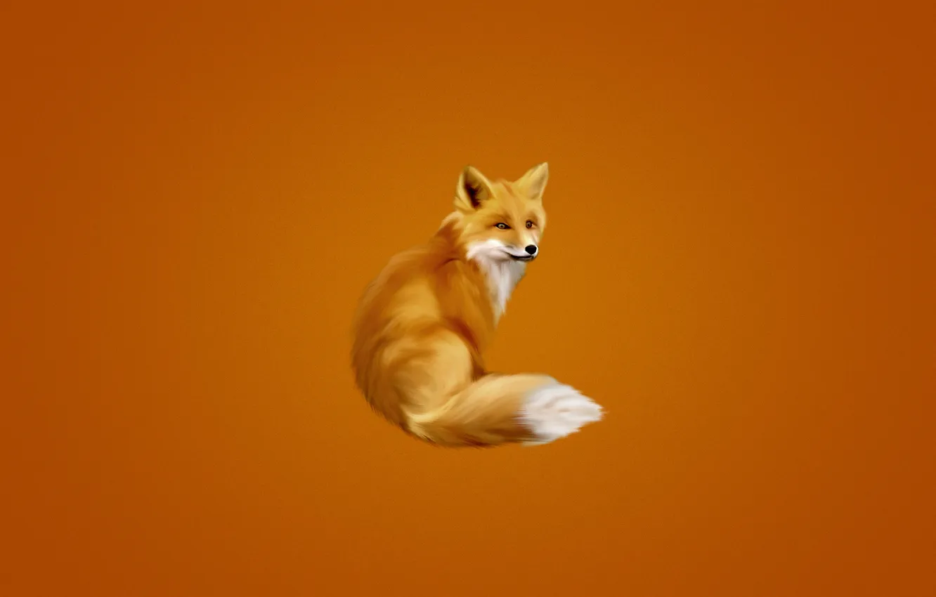 Photo wallpaper fluffy, Fox, tail, orange background, fox