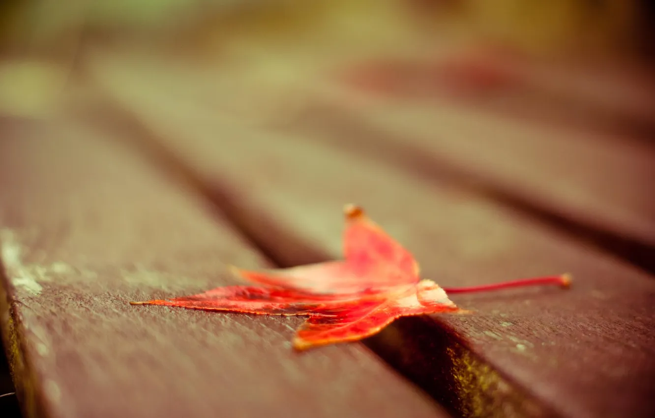 Photo wallpaper autumn, leaves, macro, Board
