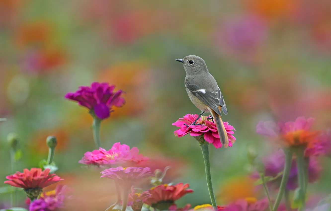 Photo wallpaper flowers, nature, bird